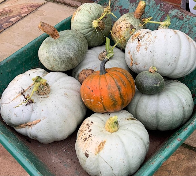 Pumpkins of various sizes and colours