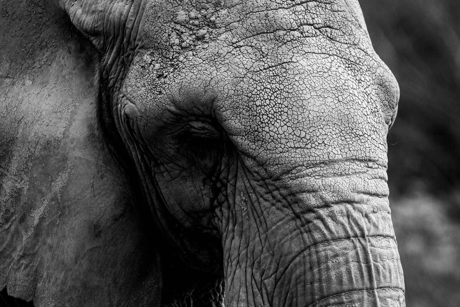 grayscale photo of an elephant